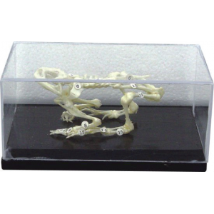 Toad Skeleton model